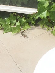 Podarcis pityusensis