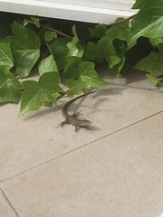 Podarcis pityusensis