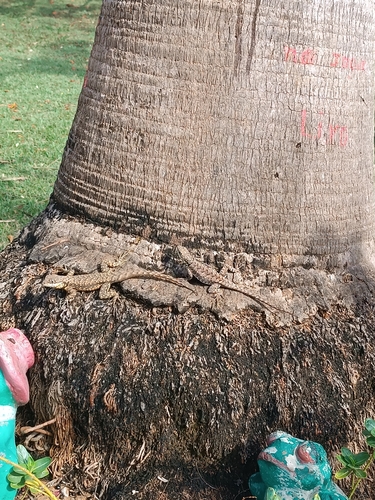 Cerrado Lava Lizard