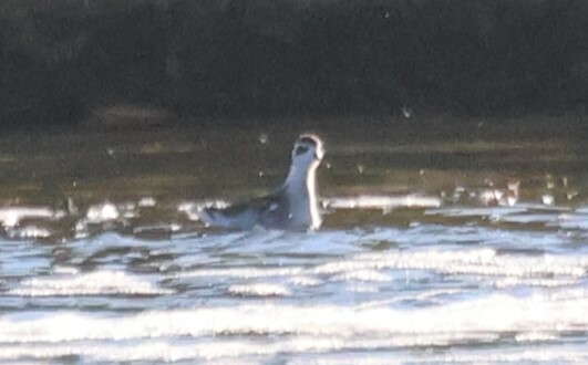 Red Phalarope