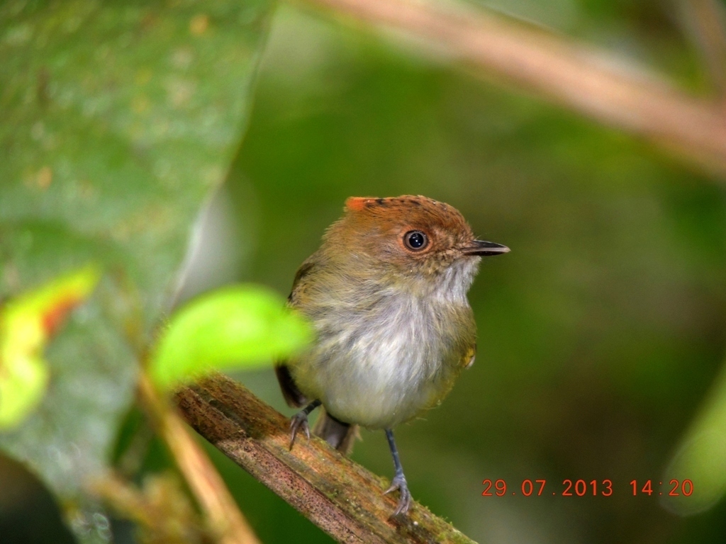 Cimerillo Andino, Lophotriccus pileatus