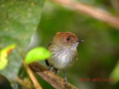 Scale-Crested Pygmy-Tyrant photo 2