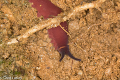 Macroperipatus torquatus