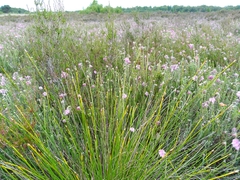 Trichophorum cespitosum germanicum