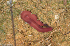 Macroperipatus torquatus
