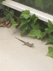 Podarcis pityusensis