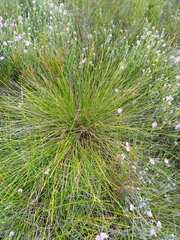 Trichophorum cespitosum germanicum