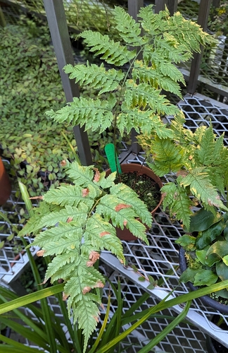 Dryopteris subexaltata iNat (2)