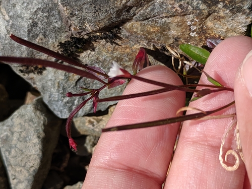 Pimpernel willowherb (Epilobium anagallidifolium)