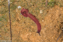 Macroperipatus torquatus