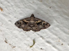 Toxonprucha repentis