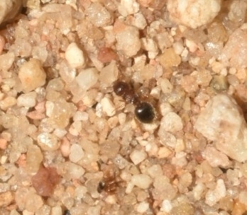 Meranoplus rothneyi