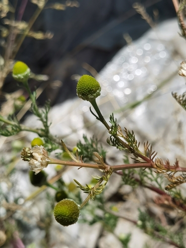 pineapple-weed