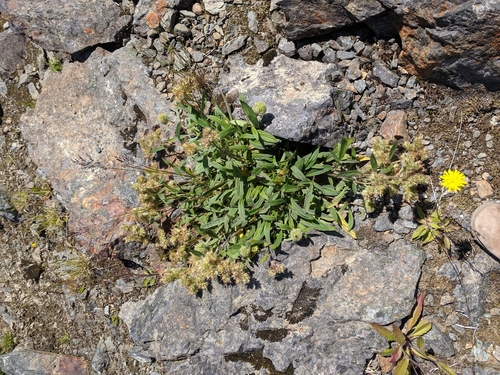 Image of Phacelia leptosepala by (c) Alison Northup, some rights reserved (CC BY)