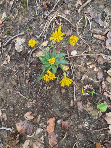 Hieracium racemosum, photograph 6