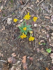 Hieracium racemosum, photograph (c) Andrea Meucci, some rights reserved (CC BY-SA)