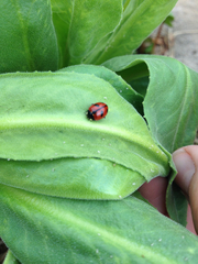 Coccinella alta