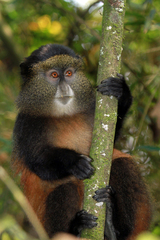 Cercopithecus mitis kandti