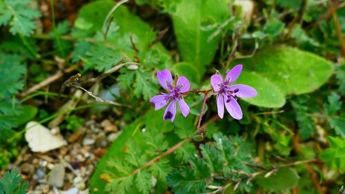 Image of Erodium maculatum by no rights reserved