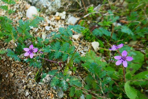 Image of Erodium maculatum by no rights reserved