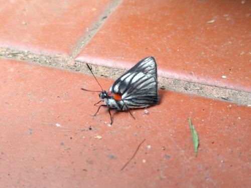 Mariposa Ipidecla Blanqueada