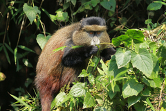 Cercopithecus mitis kandti