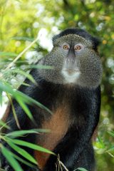 Cercopithecus mitis kandti