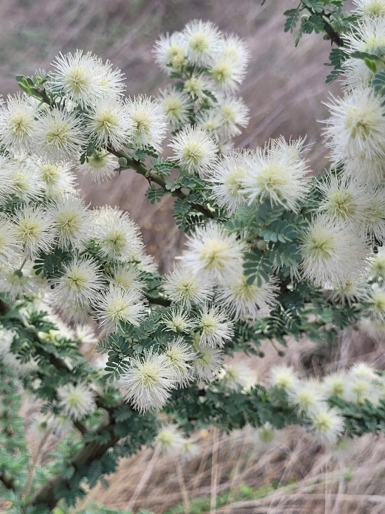 Mimosa detinens