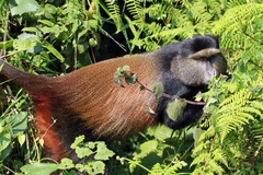 Cercopithecus mitis kandti
