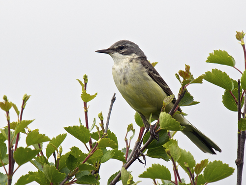 Foto de Western Yellow Wagtail