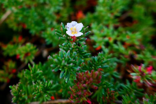 Image of Frankenia laevis by no rights reserved