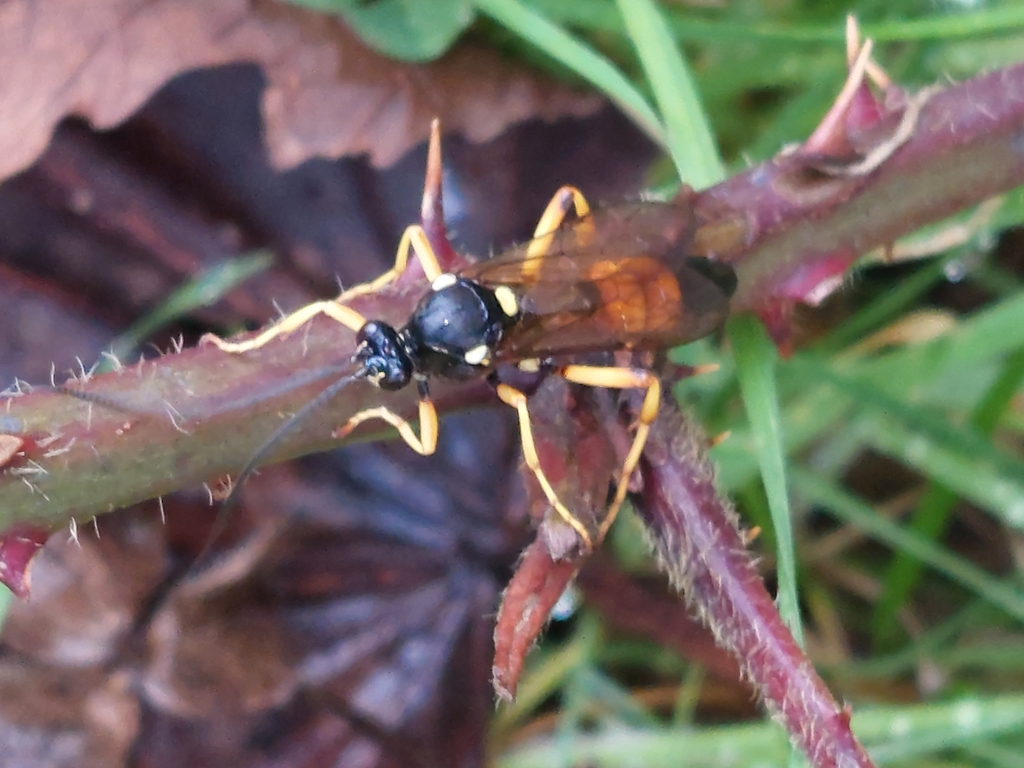Ichneumon primatorius