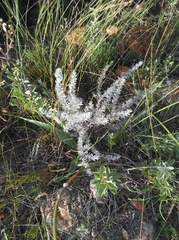 Aspalathus eustonbrownii