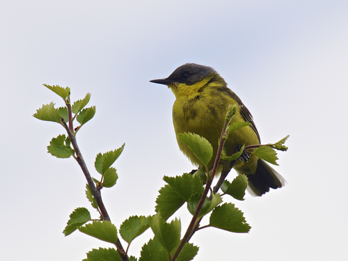 Foto de Western Yellow Wagtail
