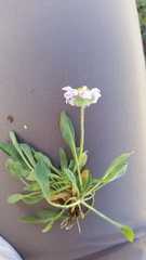 Erigeron asperugineus