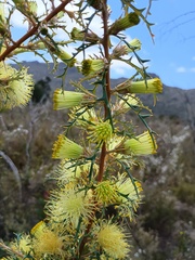 Banksia hewardiana, photograph (c) grampianshiker, some rights reserved (CC BY)