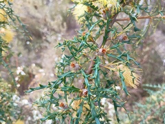 Banksia hewardiana, photograph (c) grampianshiker, some rights reserved (CC BY)