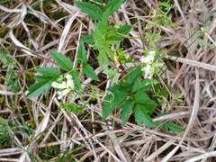 Ceratocapnos claviculata