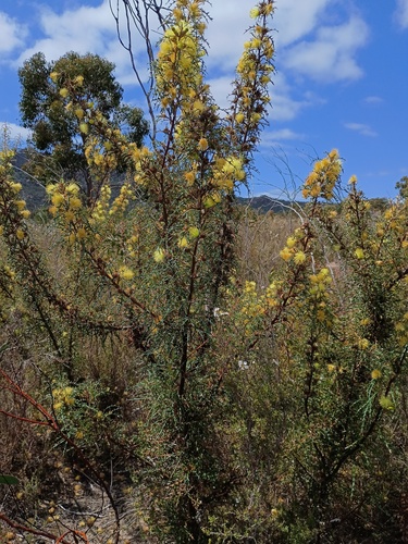Banksia hewardiana, photograph 4