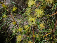 Banksia hewardiana, photograph (c) grampianshiker, some rights reserved (CC BY)