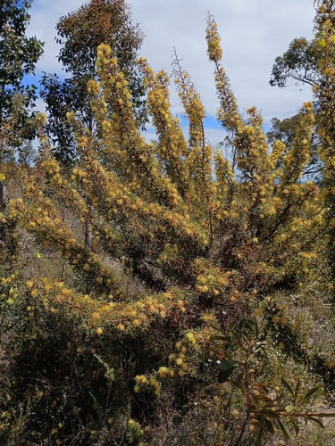 Banksia hewardiana, photograph 1