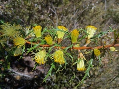 Banksia hewardiana, photograph (c) grampianshiker, some rights reserved (CC BY)