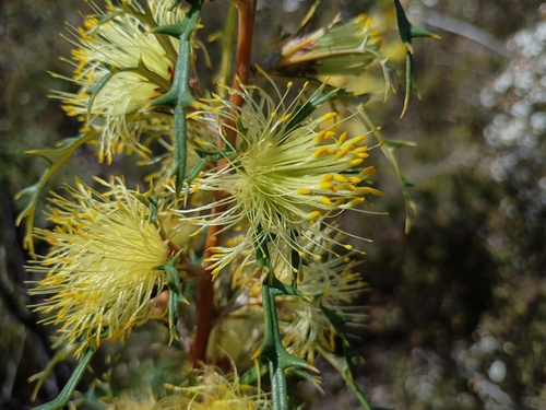 Banksia hewardiana