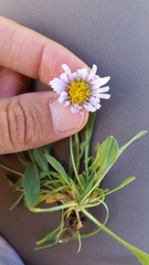 Erigeron asperugineus