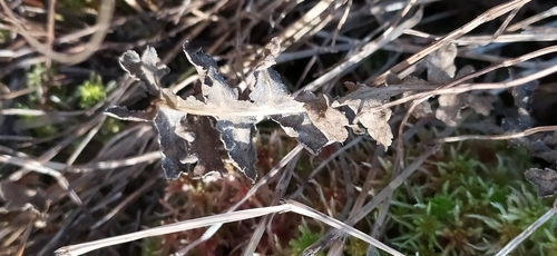 Image of Pedicularis sceptrum by no rights reserved