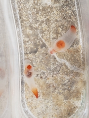 Clione limacina