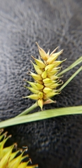 Carex vesicaria