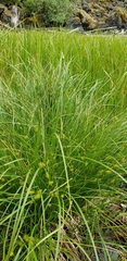 Carex vesicaria