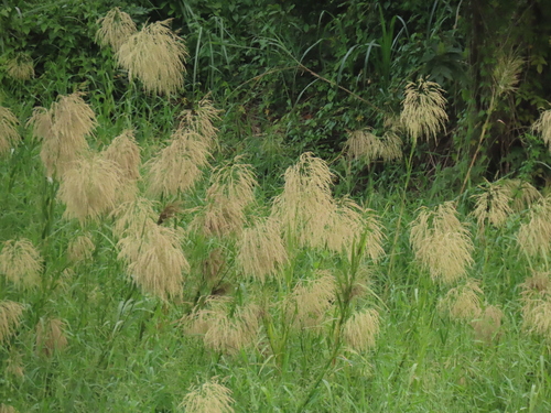 Image of Phragmites karka by (c) chiuluan, some rights reserved (CC BY)