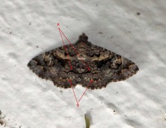 Toxonprucha repentis